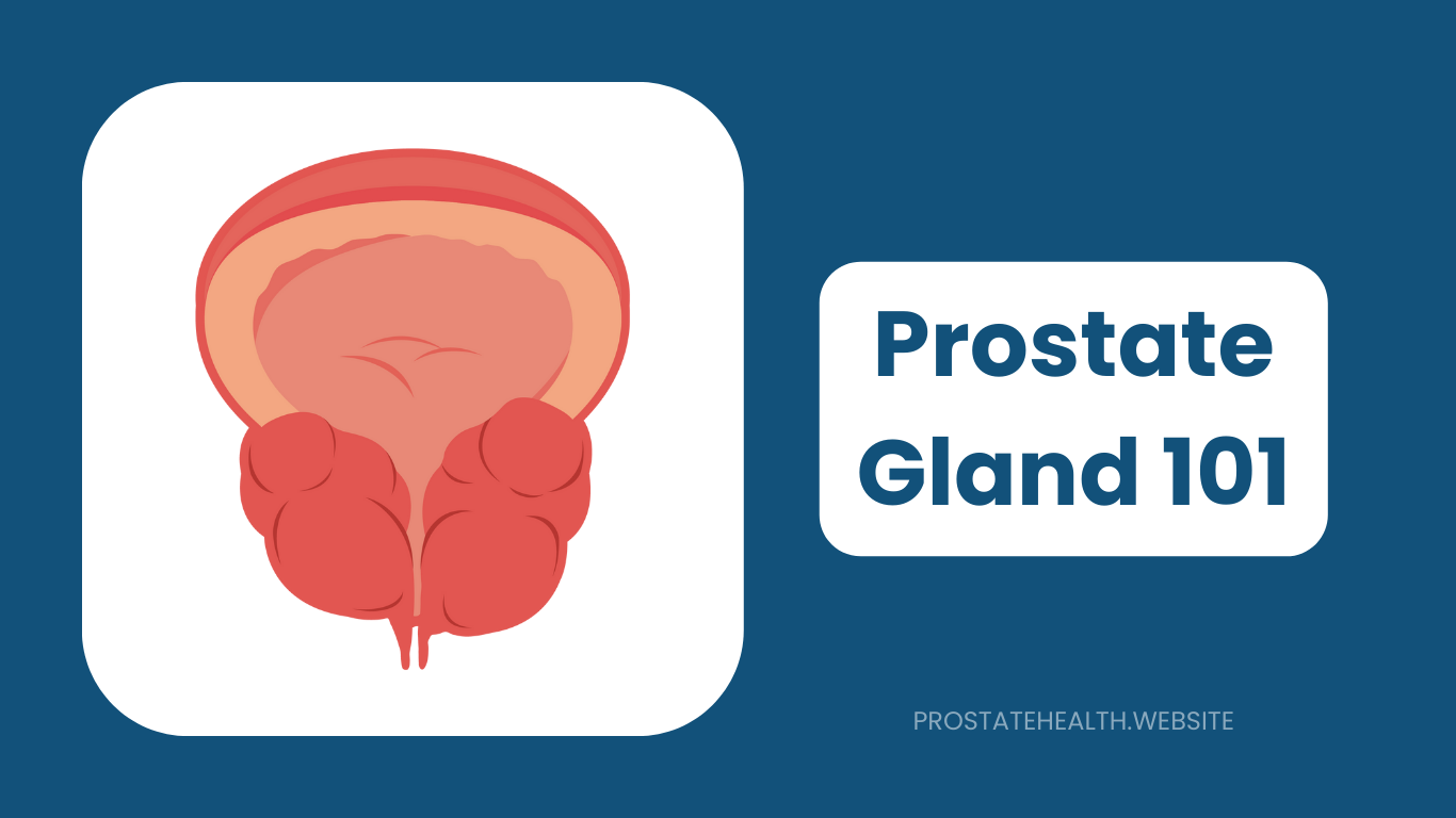 Prostate Gland 101: Location, Size & Function Every Man Needs to Know