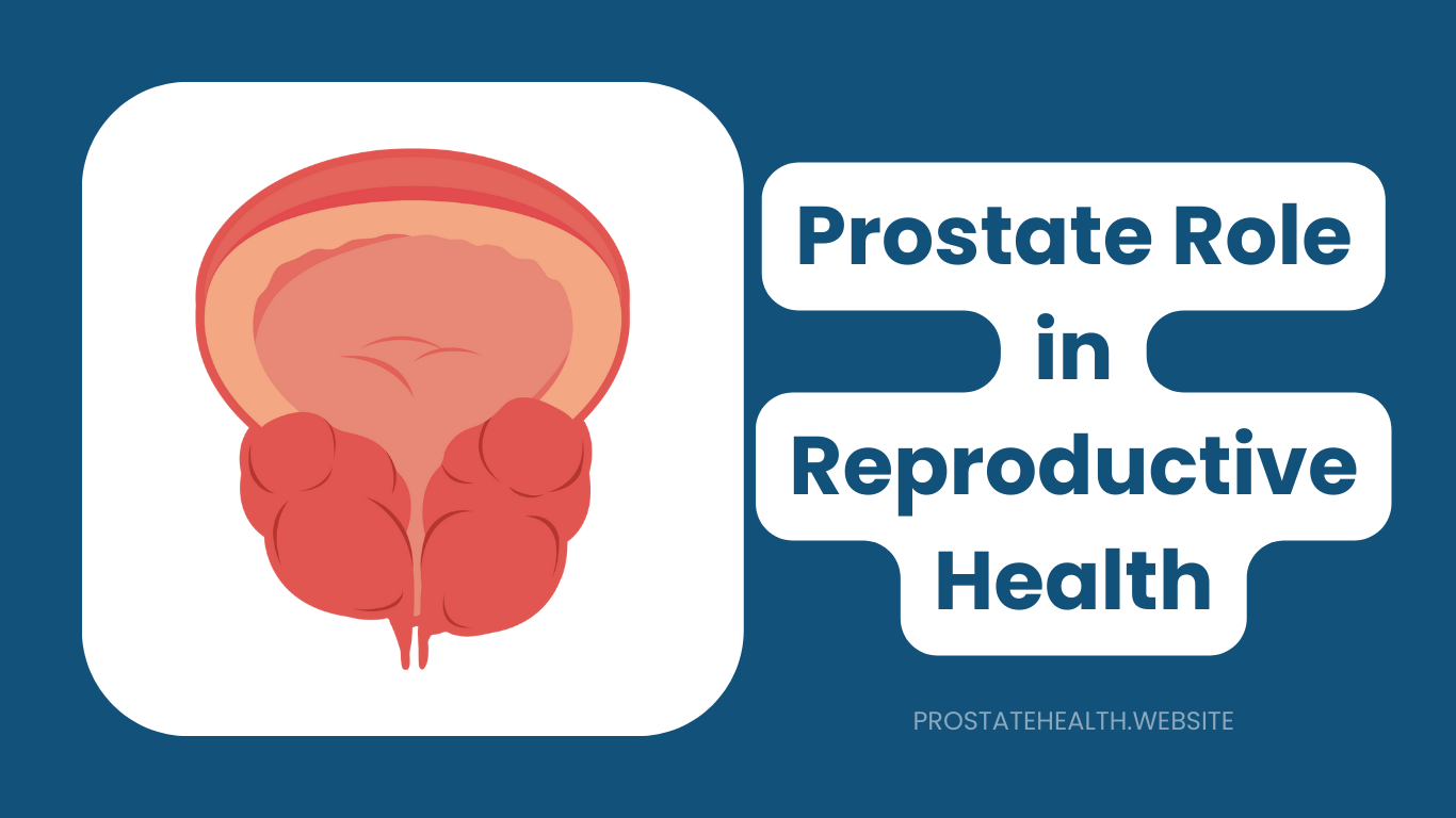Your Prostate's Vital Role in Reproductive Health Explained