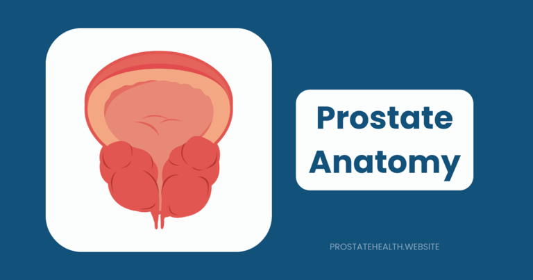 prostate anatomy