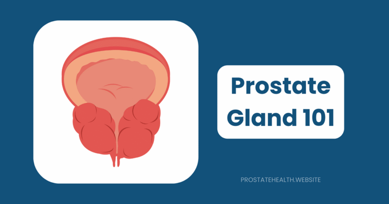 prostate gland