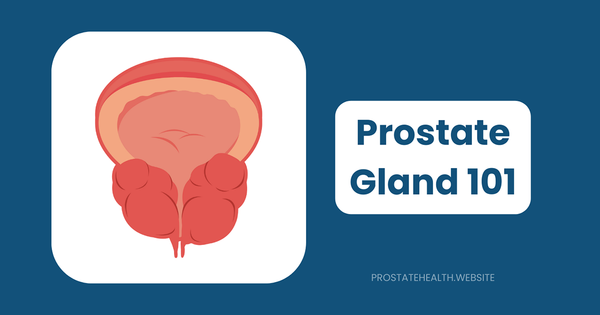 prostate gland